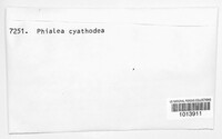 Crocicreas cyathoideum image